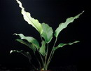 Anubias minima